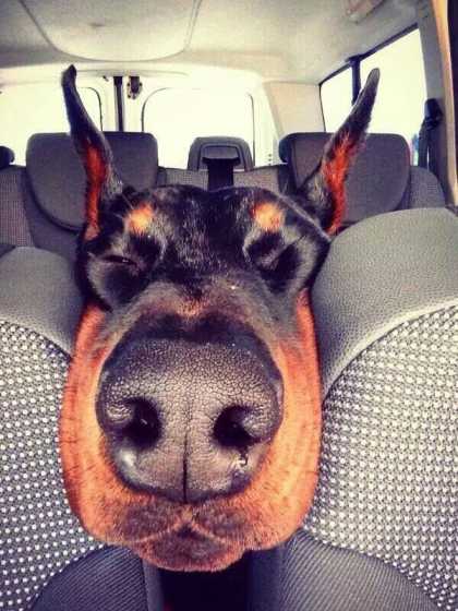 #BackseatDogs
