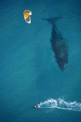 Beautiful whale and man photo! #pics