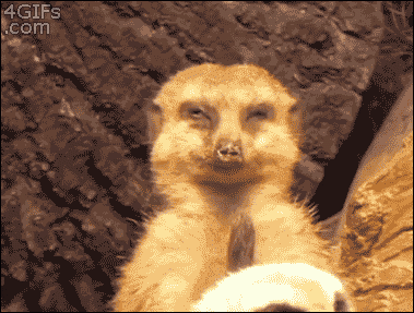 This #meerkat needs to pay attention #LOL