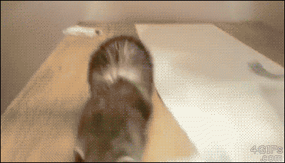 Can Ferrets Jump? Watch This Gif And You Will Know...