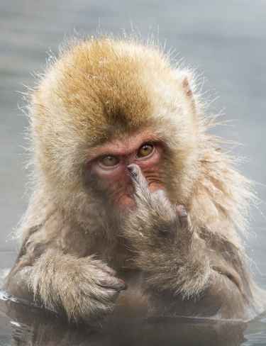 This monkey knows how to give you the middle finger...