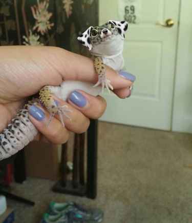 I think I like a #Dogecko... can you buy it from pet stores?