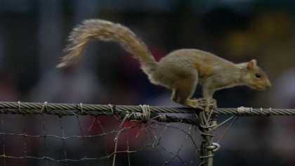 Watch this squirrel dive bombs Phillies dugout during a game...