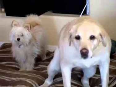Labrador dog attacks a shitzu on the face with his wagging tail... #FunnyVideos