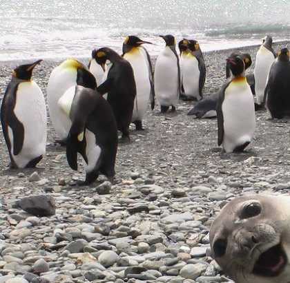 #Funny Seal #Photobomb Photo Of Group Penguins