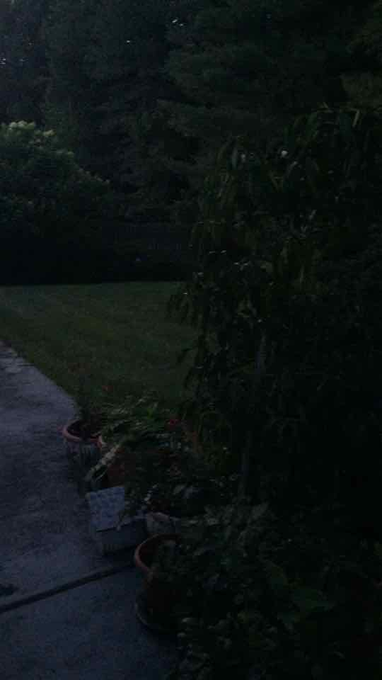 Hunting for #fireflies