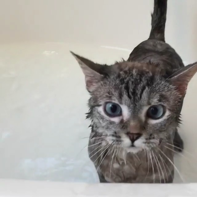 This cat loves the bathtub 🐱 #CatvsWater