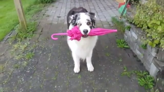 Doggy Umbrella Dance Move