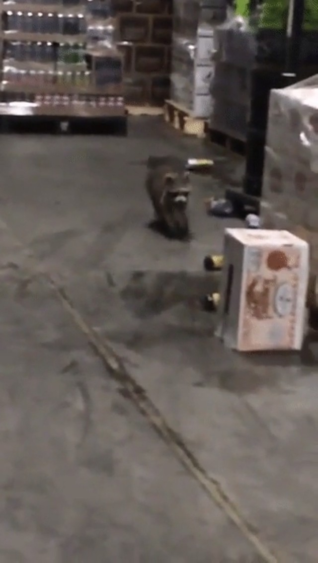 Raccoon got drunk after spending a night in an alcohol warehouse