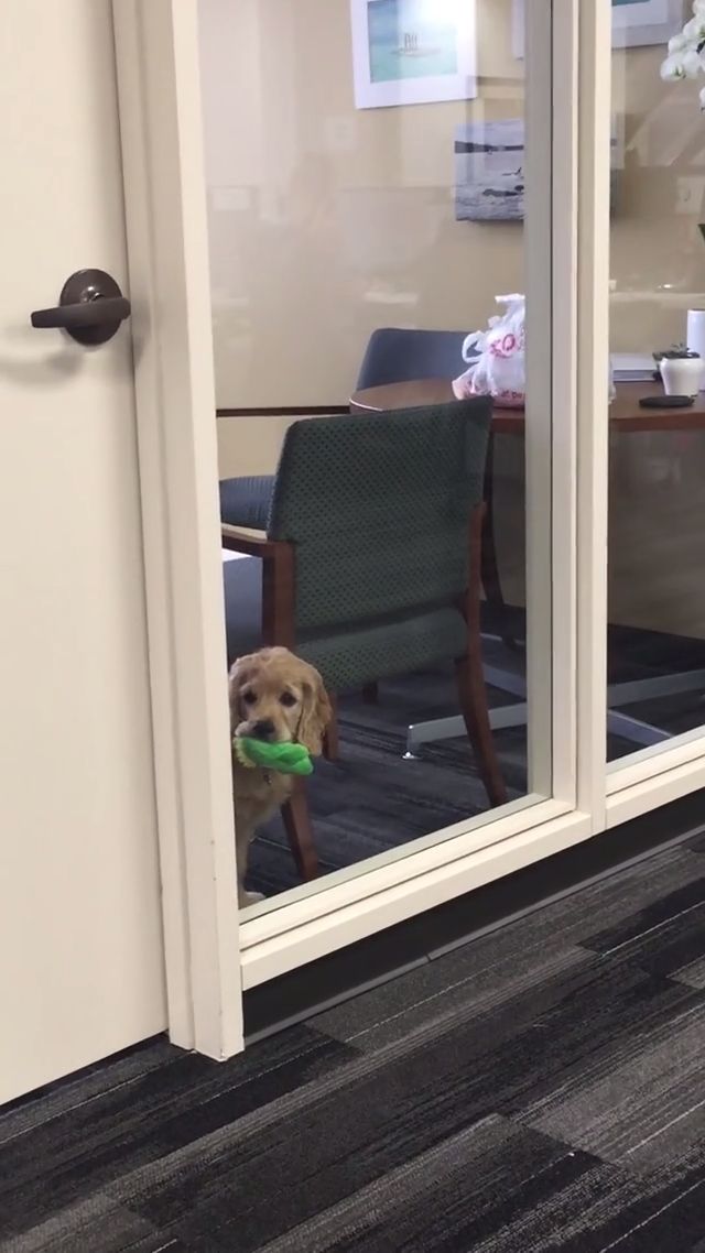 The Office Dog Wants To Play Fetch. 🐶🦴 #aww #funnydogs
