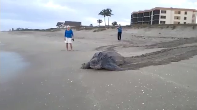 A huge turtle at the beach just trying to get to the sea... 🐢