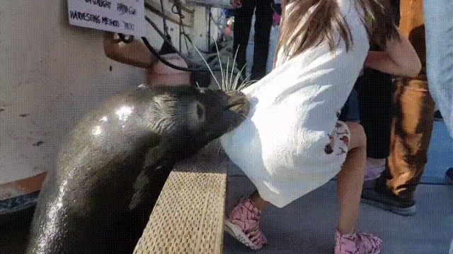 Sea Lion Drags Little Girl into the Water