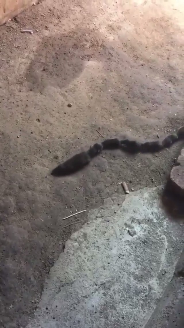 #NOPE: Mice hold on to their mom and made a mouse centipede