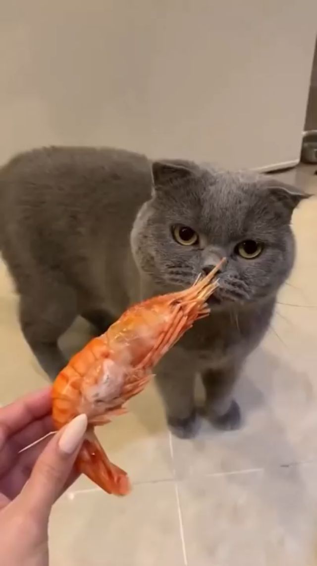 Cat vs Shrimp