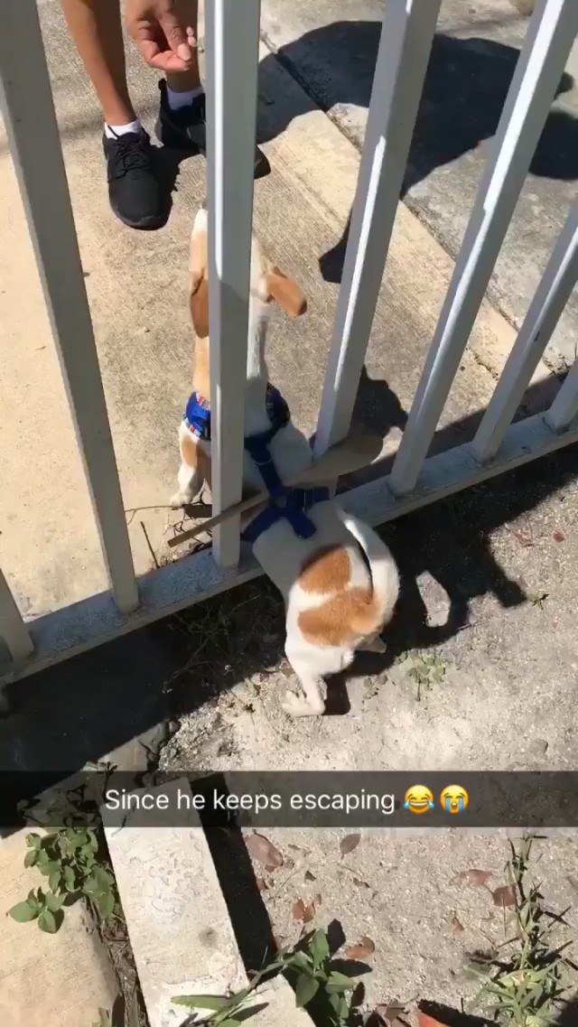 How to stop your little dog from going out through your gate