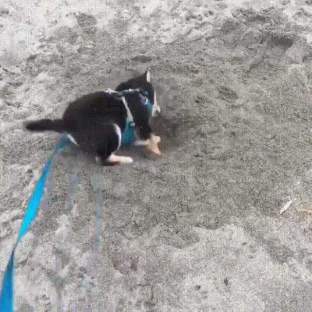 Watch pup's first time digging... and he's going crazy!!! 😆