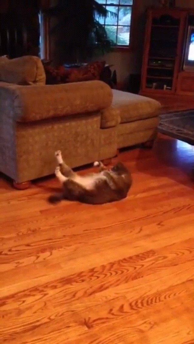 A Cat Doing Crunches