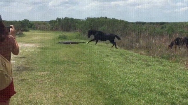 A horse stomps on an alligator in Florida... 🐎 + 🐊 = 📸