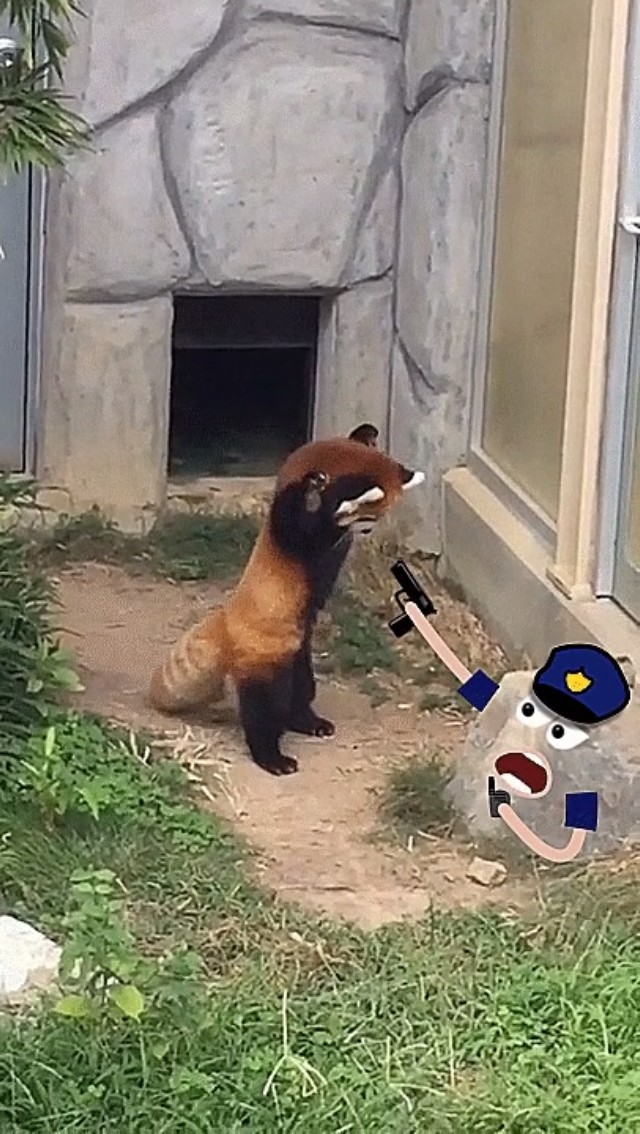 Red panda attacks the police as he radios for backup!