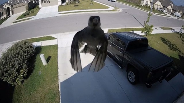 This bird captured on home security camera looks like it's floating