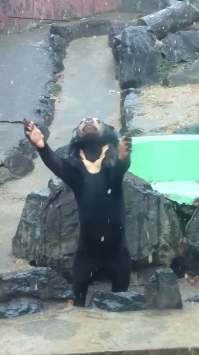 Just a bear trying to catch snow
