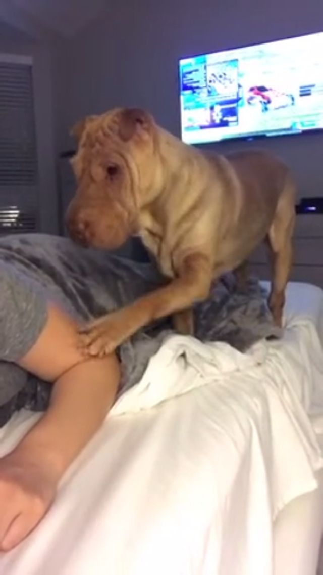 Wrinkly doggo just wants to cuddle under the sheets #aww
