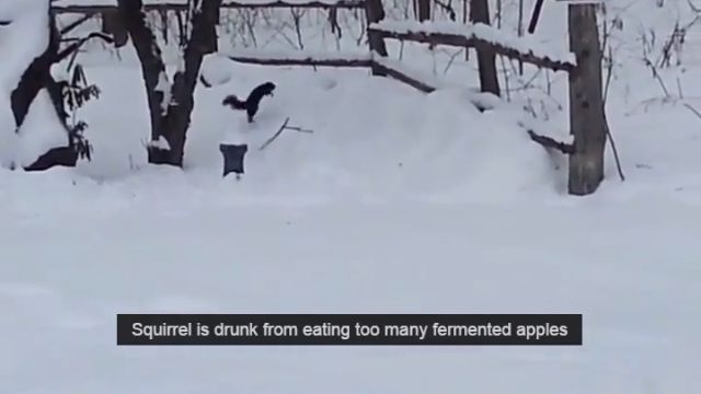 This squirrel is drunk from eating too many fermented apples