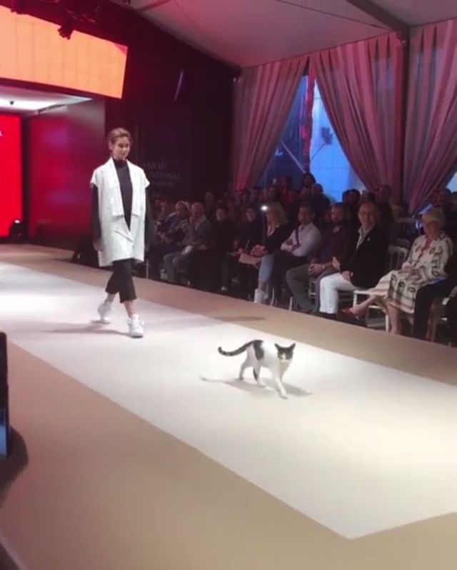 A real cat does the #catwalk at #Istanbul #fashion show