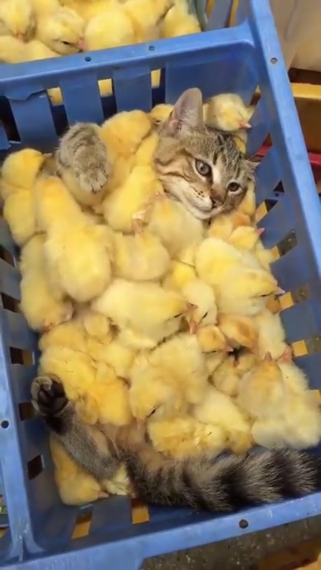 These chicks buried this poor kitty...